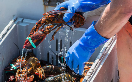 China is Maine's top export destination for seafood, accounting for 80% to 85% of U.S. lobster sales and bringing in more than $300 million to the state's economy in 2022. (Adobe Stock)