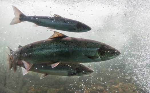 Salmon are the most consumed fish in the world by value, and tuna are the most consumed by volume. (Jakub Rutkiewicz/Adobe Stock)