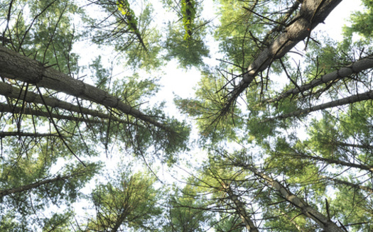 The Alabama Forestry Commission has identified almost 5,000 southern pine beetle spots across the state, with an average mortality of 191 pine trees per spot. (Adobe Stock)