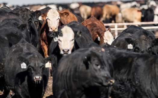 One cow can produce up to 264 pounds of methane every year, and it's estimated that livestock production is responsible for 30% of global anthropogenic methane emissions. (Adobe Stock)