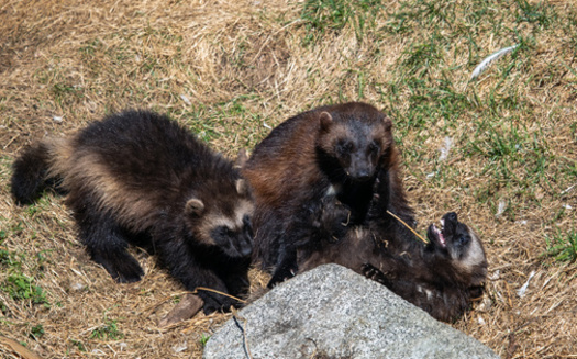Conservation groups in Montana have sued the U.S. Forest Service for a logging project in an area of the Bitterroot National Forest that's been home to a successful wolverine den, according to Alliance for the Wild Rockies. (Adobe Stock) 