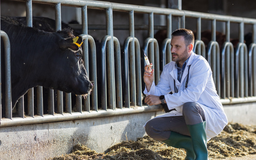 A multistate outbreak of highly pathogenic avian influenza in dairy cows was first reported on March 25, according to the Centers for Disease Control and Prevention. (Adobe Stock)