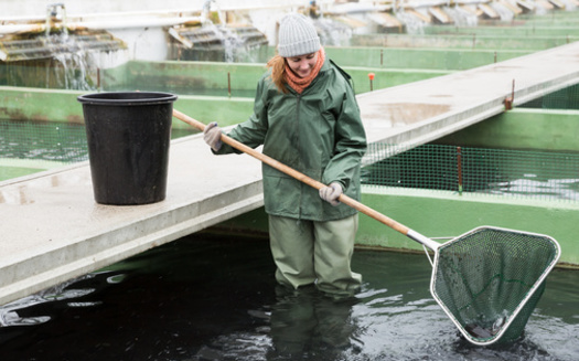 In 2017, the country's seafood industry supported 1.7 million jobs and contributed $212 billion in sales, according to NOAA's Office for Coastal Management. (Adobe Stock) <br /><br />
