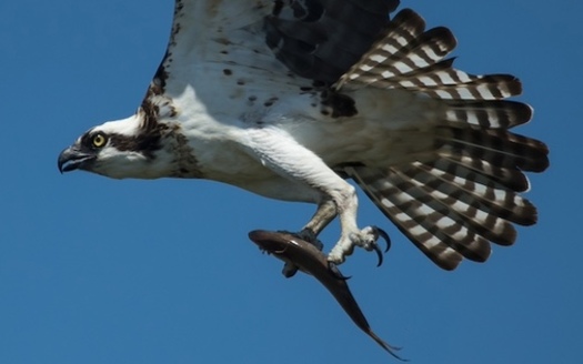 Menhaden are forage fish species and filter feeders, each capable of filtering up to seven gallons of water per minute. (Photo of female Osprey with Menhaden/TRCP)