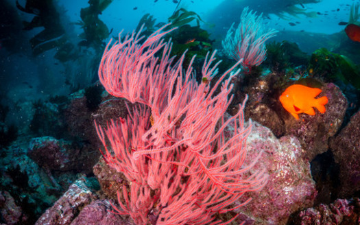 A 2023 report by Oceana and Turtle Island Restoration Network found that more than half of the animals caught in gillnets are thrown overboard as waste. (Oceana and Blancpain)