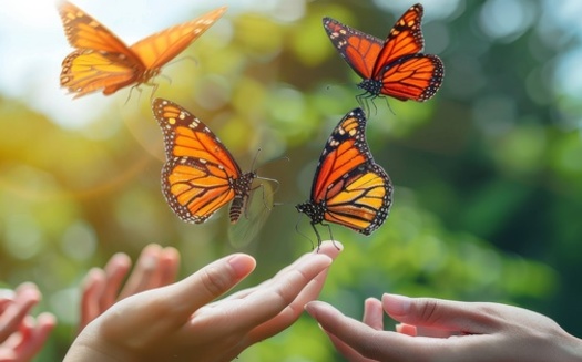 Declining monarch butterfly populations are getting help from 