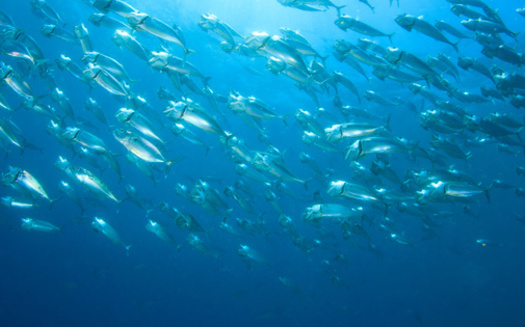 A 2021 Atlantic herring stock assessment estimated the population at 39,000 metric tons, or roughly 20% of its biomass target, compared with the late 1960s, when the stock was estimated at more than one million metric tons, according to the Theodore Roosevelt Conservation Partnership. (Adobe Stock)