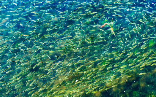 The menhaden catch limit in the Chesapeake Bay was set in 2006 and lowered to its current limit in 2017. (Bill Perry / Adobe Stock)