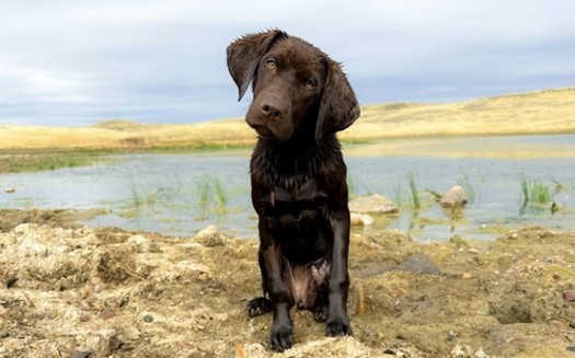 Little Rye was among the winners of the 2023 Montana Conservation Voters Education Fund's Pups for Public Lands photo contest. (MCVEF)