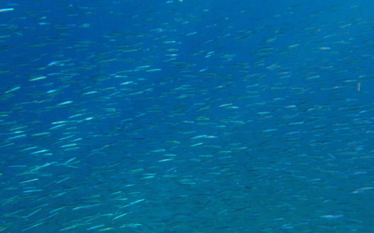 U.S. Sen. Richard Blumenthal, D-Conn., introduced legislation in 2019 to address the management and conservation of forage fish. Although the bill has been reintroduced in every session since, it has yet to pass either chamber of Congress. (Adobe Stock)