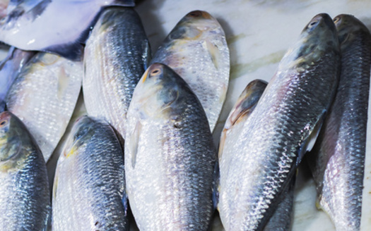 The New England Fishery Management Council is developing new management strategies for important forage fish stock off the Massachusetts coast, with the goal of improving river herring conservation. (Adobe Stock)<br /><br /><br /><br /><br />