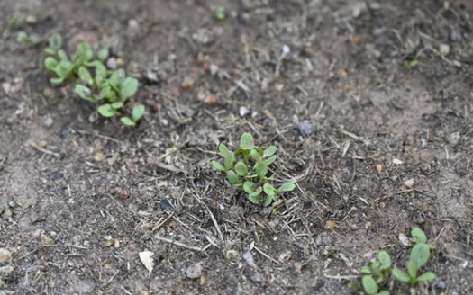 Living roots reduce soil erosion and provide food for organisms like earthworms and microbes that cycle the nutrients plants need, according to the U.S. Department of Agriculture. (Adobe Stock) 