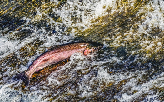 Salmon species in the Northwest have been struggling because of increasing temperatures. (Cavan/Adobe Stock)