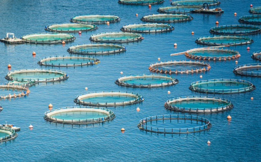 Supporters of large-scale aquaculture say it's needed to meet the growing demand for seafood. U.S. per capita consumption of fish and shellfish rose from nearly 16 pounds in 2002 to more than 20 pounds in 2021, a 31% increase, according to the U.S. Department of Commerce. (Adobe Stock)