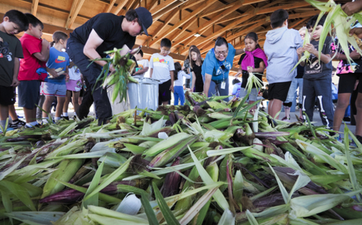 Winnebago adults and children husking corn during the 2024 Indian Corn Harvest. (Photo courtesy Ho-Chunk, Inc.)