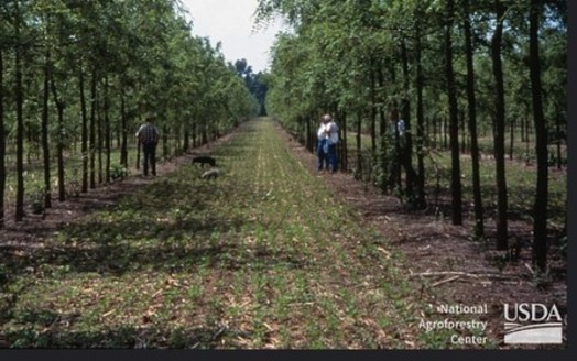 The practice of agroforestry combines traditional agricultural practices of raising livestock with growing trees and shrubs acting as carbon sinks on the same land. (Mongabay/Natural Resources Conservation Service) 