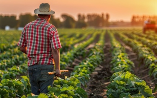 According to the Illinois Department of Agriculture, the average Illinois farm is 375 acres in size and grows mostly grain, corn and soybeans. In terms of livestock, 22% have beef cattle, 3% raise swine and 1% have dairy cows. (Adobe Stock)