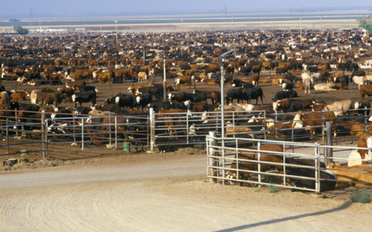 Air pollution from livestock farms and feed production is estimated to cause 16,000 deaths per year. (Adobe Stock)