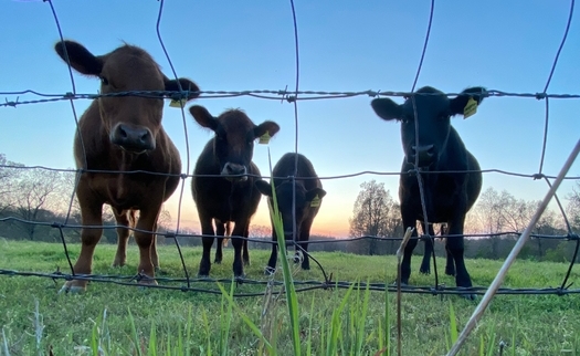 Concentrated animal feeding operations make up about 6% of farming operations in Missouri, but are the source of a great deal of air and water pollution due to the concentration of farm animals.(Adobe Stock)