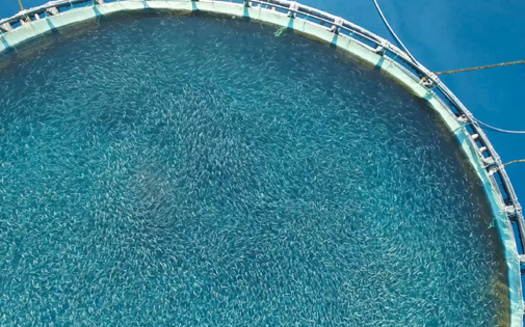 Countries like Chile are major exporters of farmed salmon. (Ludmila/Adobe Stock)