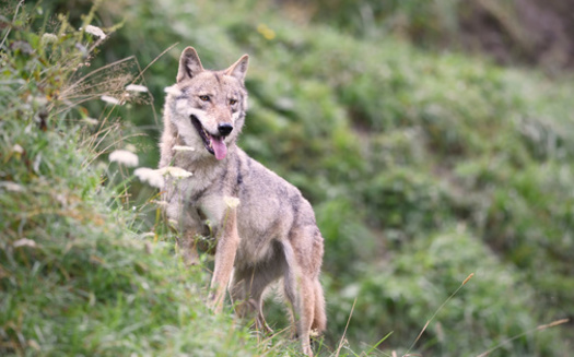 According to 2022 data, there were roughly 2,800 wolves distributed across at least 286 packs in seven western states, according to the U.S. Fish and Wildlife Service. (Adobe Stock)