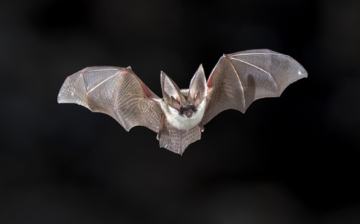 The gray bat, one of Tennessee's two endangered bat species, is the state's largest mouse-eared bat. Its gray coat sets it apart from other Myotis bats, and it's mainly found in eastern and middle Tennessee. (creativenature.nl/Adobe Stock)