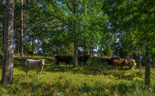 More than 55% of agricultural lands in South Dakota, or 24 million acres, are dedicated to animal production, according to the Governor's Office of Economic Development. (Adobe Stock)
