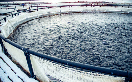 Atlantic salmon is the dominant type of fish farmed globally. (Parilov/Adobe Stock)