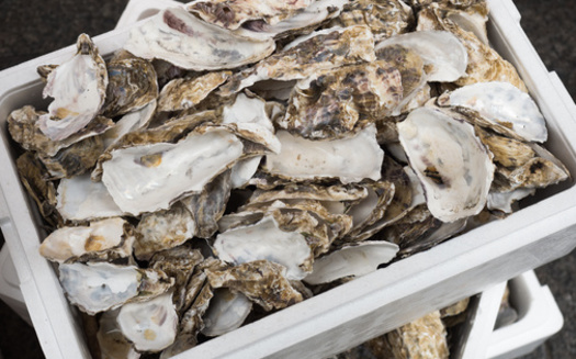 In 2023, Shore to Shell recycled more than 72,000 pounds of oyster shells. (Adobe Stock) 