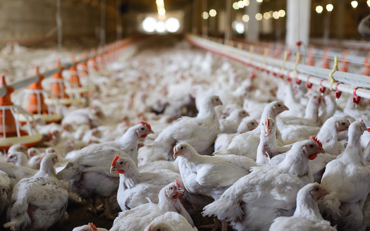 Collectively, poultry farmers owe $5.2 billion, according to Mercy for Animals. (Adobe Stock) 