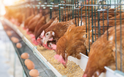 Some Wisconsin farmers were using their own money to feed tens of thousands of chickens after processor Pure Prairie alerted them they were no longer able to pay for feed for their flocks. (Adobe Stock) 