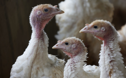The turkey industry produces more than 5.3 billion pounds of turkey products annually, according to the National Turkey Federation. (Adobe Stock)