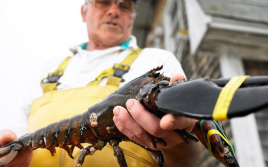 The Maine lobster industry employs nearly 6,000 independent lobster workers, harvesting roughly 100 million pounds of the iconic crustacean, according to the Maine Lobster Marketing Collaborative. (Adobe Stock) <br />