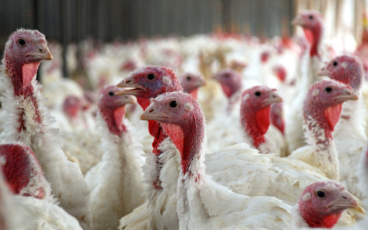 In 2022, more than 210 million turkeys were raised on about 2,500 farms across the United States, according to the National Turkey Federation. (Adobe Stock)