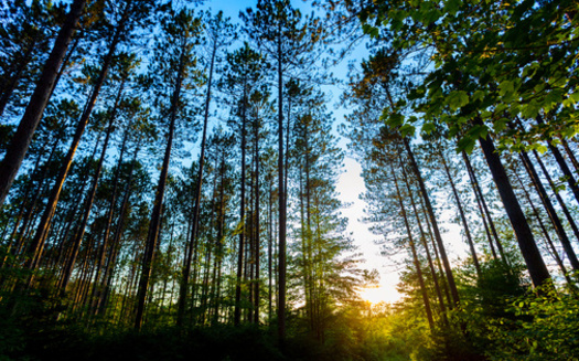 Conservation experts say less than 7% of the acreage within Wisconsin's Chequamegon-Nicolet National Forest has old-growth forest characteristics. (Adobe Stock)