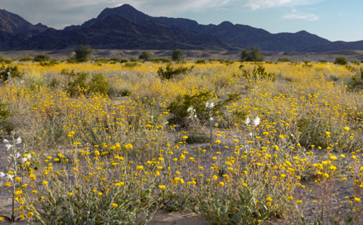 The proposed Chuckwalla National Monument near Joshua Tree National Park is home to more than 50 species which are threatened, endangered, sensitive or otherwise of concern. (Adobe Stock)