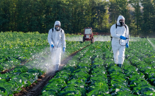 The pesticide Dacthal is often used on vegetable farms for crops like cabbage and onions. (Adobe Stock)