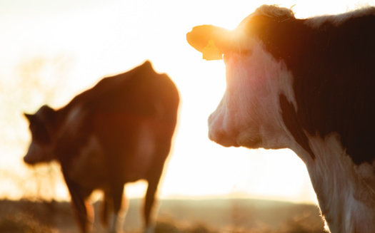 Around 1 million chickens, 14,000 pigs and 4,000 cows are slaughtered every hour in the United States, according to the Animal Welfare Institute. Advocates said despite congressional action, enforcement of the Humane Methods of Slaughter Act by government regulators remains lacking. (Adobe Stock)