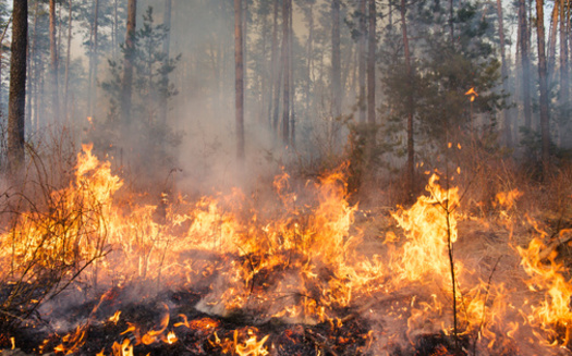 The practice of intentionally burning excess vegetation has faced opposition from the public. (gilitukha/Adobe Stock)