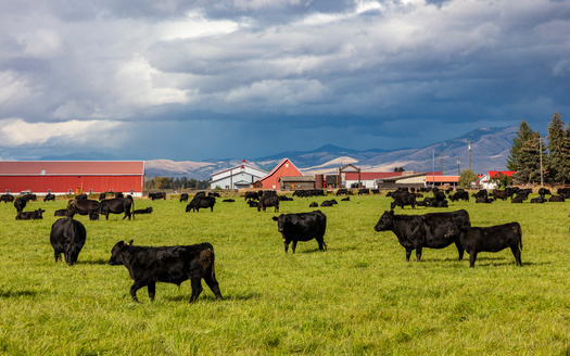 Four companies control 85% of the beef processed in the United States, according to data just released by the advocacy group Farm Action. Consolidation continues to grow in the agriculture industry. (Adobe Stock) 