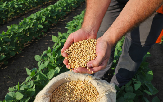 Analysts say while the U.S. economy is on solid ground, the farming sector is in a downturn. There are concerns that if a second Trump administration were to come into play, policies tied to the campaign would bring even more hardships to producers. (Adobe Stock)