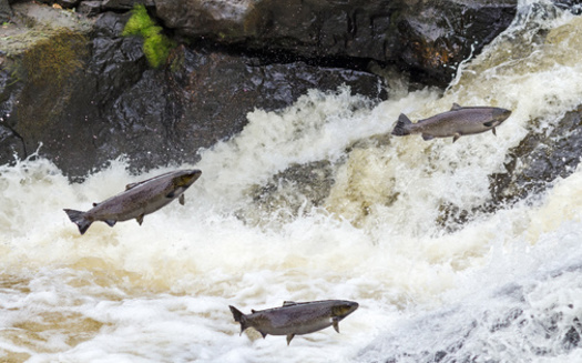 The Klamath River was once home to the third largest salmon run on the West Coast. (Piotr Wawrzyniuk/Adobe Stock) 
