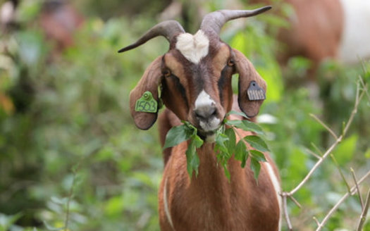 Goats on the Go clear brush and other unwanted vegetation, including poison ivy, often to restore native grasses to Iowa farm and grass lands. (Matt Vermeersch)