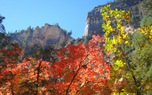 Pima and Maricopa counties are the only ones in Arizona currently offering vouchers to residents and commercial users for electric lawn equipment. (Tyger Gilbert/Adobe Stock) 