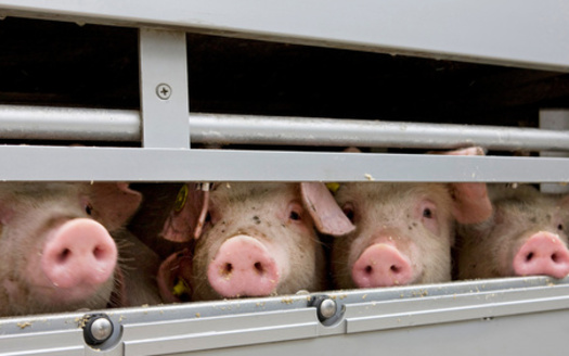 Experts said when it comes to implementing and changing the country's agricultural policies, presidents have several tools at their disposal. (Adobe stock)