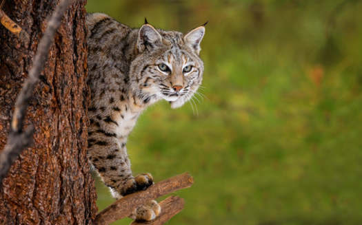 Bobcats are elusive, native predators known for their sharp senses and solitary nature, typically hunting at dawn or dusk. (Adobe stock)