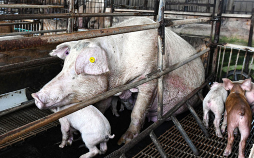 A growing number of Iowa farmers are shunning the use of gestation crates where sows are held until they give birth. (Adobe Stock) 
