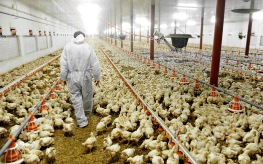 Animal-welfare groups accuse state authorities of turning a blind eye to allegations of neglect at California poultry farms. (Roibu/Adobe Stock)