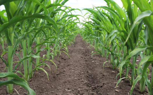 The U.S. Environmental Protection Agency recommends states monitor biosolids, which can end up being used as farm fertilizer, for PFAS contamination and identify industrial discharges of PFAS. (Adobe Stock) <br />