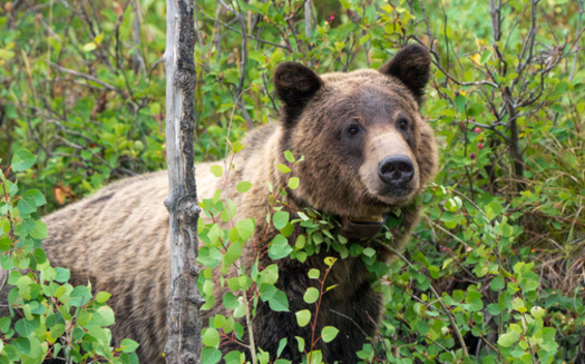 A new U.S. Fish and Wildlife Service cattle grazing rule is being challenged by environmental advocates who claim it would increase dangerous interactions between cattle and grizzlies. (Adobe Stock)